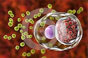 Chlamydia trachomatis bacteria photo