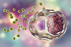 Chlamydia trachomatis bacteria photo