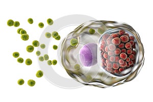 Chlamydia trachomatis bacteria photo