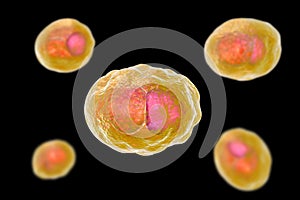 Chlamydia trachomatis bacteria photo