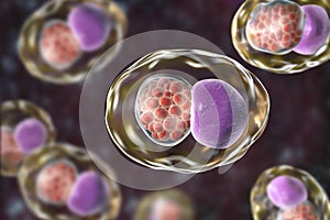 Chlamydia trachomatis bacteria photo