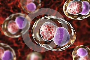 Chlamydia trachomatis bacteria photo