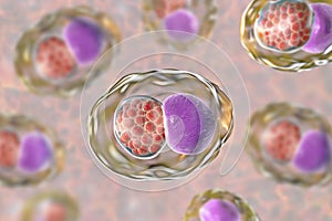 Chlamydia trachomatis bacteria photo
