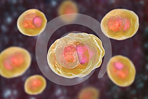 Chlamydia trachomatis bacteria photo