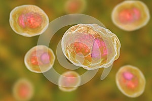 Chlamydia trachomatis bacteria photo