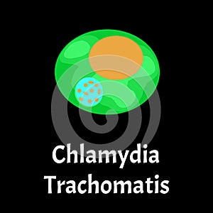 Chlamydia trachomatis. Bacterial infections Chlamydiosis. Sexually transmitted diseases. Infographics. Vector