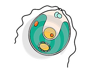 Chlamydomonas proteus science icon with nucleus, vacuole, contractile. Biology education laboratory cartoon protozoa