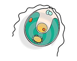 Chlamydomonas proteus science icon with nucleus, vacuole, contractile. Biology education laboratory cartoon protozoa photo