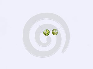 Chlamydomonas sp. algae under microscopic view, green algae