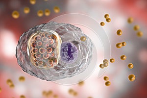 Chlamydophila psittaci, intracellular bacteria that cause psittacosis