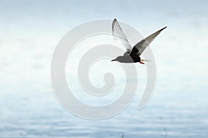 Chlidonias leucopterus, leucoptera, White-winged Tern. photo