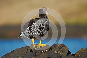 Chloephaga hybrida, Kelp goose, is a member of the duck, goose. It can be found in the Southern part of South America; in Patagon photo