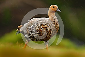 Chloephaga hybrida, Kelp goose, is a member of the duck, goose. It can be found in the Southern part of South America; in Patagoni photo