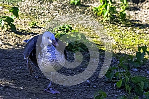 Chloephaga picta known as upland goose or Magellan goose