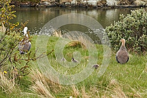 Chloephaga picta upland goose or Magellan goose is a sheldgoose