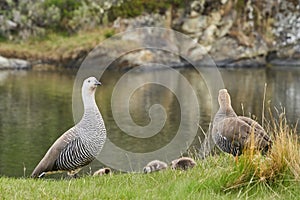 Chloephaga picta upland goose or Magellan goose is a sheldgoose subfamily of the Anatidae.