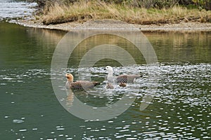 Chloephaga picta, upland goose or Magellan goose is a sheldgoose subfamily of the Anatidae.