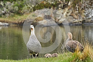 Chloephaga picta, upland goose or Magellan goose is a sheldgoose subfamily of the Anatidae.