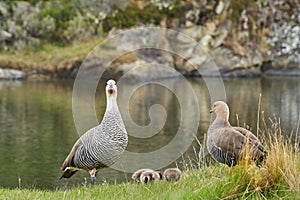 Chloephaga picta, upland goose or Magellan goose is a sheldgoose subfamily of the Anatidae Family