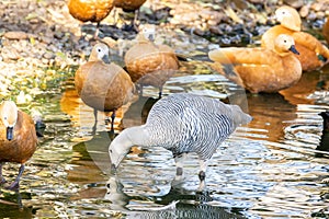 Chloephaga picta in water