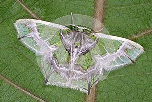 Chloractis pulcherrima from central and southern America