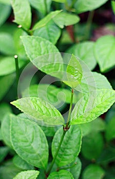 Chlorantus Officialis or heuras tulang photo