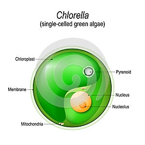 Chlorella. Anatomy of the single-celled green algae.