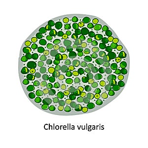 Chlorella - a genus of single-celled green algae belonging to the division Chlorophyta.