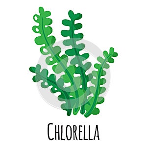 Chlorella superfood seaweed for template farmer market design, label and packing. Natural energy protein organic food