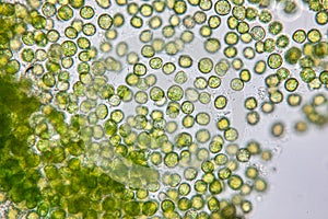 Chlorella under the microscope in Lab.