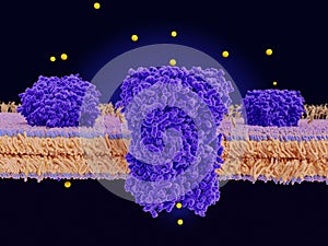 Chloride channels on a cell membrane