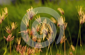 Chloris virgata, feather fingergrass, feathery Rhodes-grass, selected focus, for natural background and wallapaper