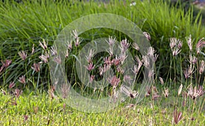 Chloris virgata, feather fingergrass, feathery Rhodes-grass, selected focus, for natural background and wallapaper