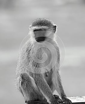 Chlorocebus monkey photo