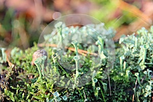Chlorociboria aeruginascens is a saprobic species of mushroom, commonly known as the green elfcup or the green wood cup