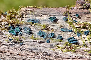 Chlorociboria aeruginascens is a saprobic species of mushroom, commonly known as the green elfcup or the green wood cup