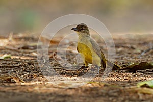 Chlorocichla flaviventris - Yellow-bellied Greenbul songbird in bulbul family  Pycnonotidae, found in eastern, southern and west-