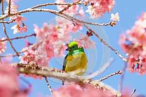 Chlorophonia Cyanea Psittacina in the Cherry Tree