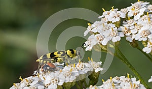 Chlorophorus beetle closeup on white flower in summer