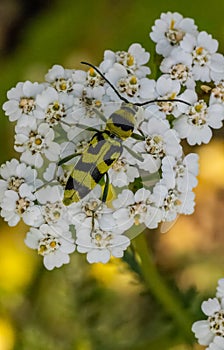 Chlorophorus beetle closeup on white flower in summer photo