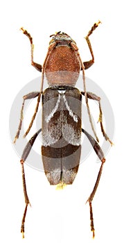 Chlorophorus ruficornis