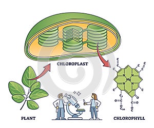 Chlorophyll and chloroplast from plant to chemical formula outline diagram.