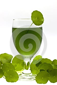 Chlorophyll drink photo