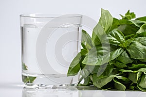 Chlorophyll extract and basil is poured in pure water in glass against a white background and green organic basil herbs. Growing photo