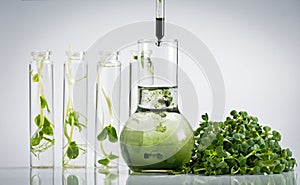 Test tube with plant in laboratory. Chlorophyll extract, Micro greens or sprouts of raw live sprouting vegetables sprout from orga photo