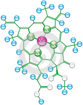 Chlorophyll formula I photo