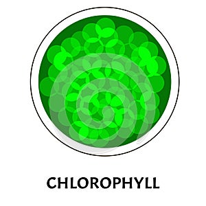 Chlorophyll. Green coloring matter of leaves. Chlorophyll structure. Vector illustration on isolated background. photo
