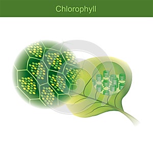 Chlorophyll is a green photosynthetic pigment found in plants photo