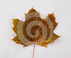 Chlorophyll Speckles on a Norway Maple Leaf in Autumn