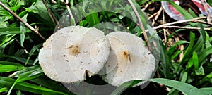 chlorophyllum hortense